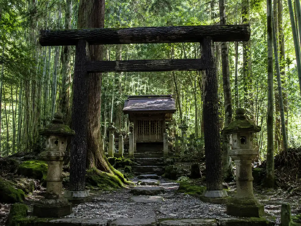 竹林の南端にある野宮神社。黒木鳥居が特徴です。