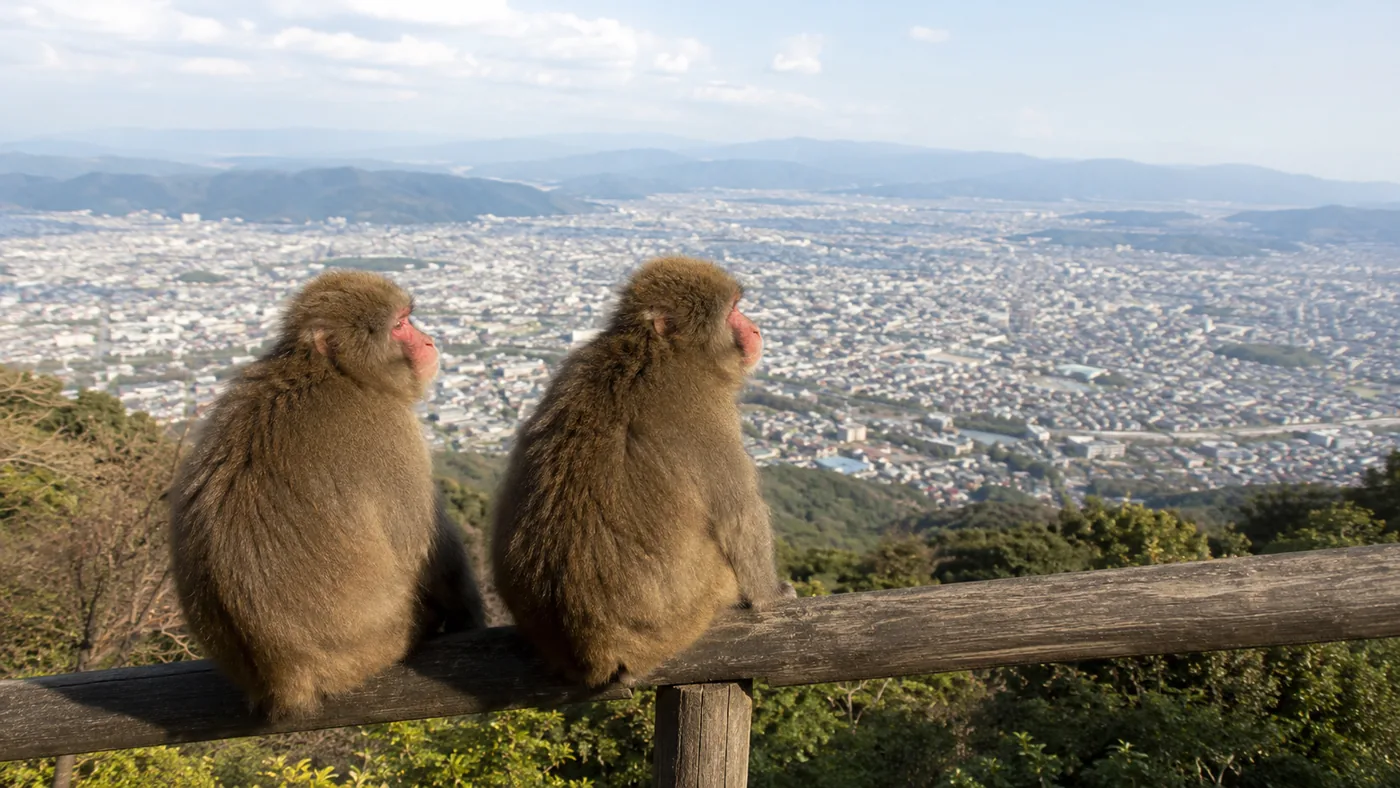 モンキーパークのツアー
