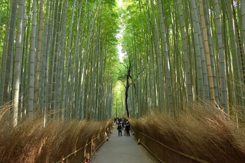 最も静かな早朝の竹林の小径 — 両側に竹垣、足元には砂利が敷かれています。